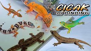 Cicak Cicak Di Dinding Cicak Warna Warni Keren Youtube