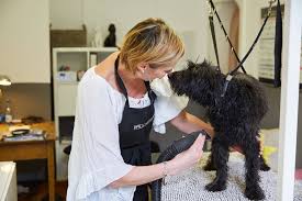 Der regierungschef verwies am donnerstag in. Friseurbesuch Fordert Bei Manchen Hunden Die Gesundheit