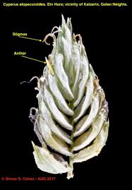 Image result for Cyperus alopecuroides