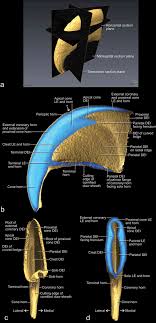 The sisal or cardboard material often on these cat items help your cat shed their nail sheaths, which is an important aspect in keeping them healthy. The Structure Of The Cornified Claw Sheath In The Domesticated Cat Felis Catus Implications For The Claw Shedding Mechanism And The Evolution Of Cornified Digital End Organs Homberger 2009 Journal