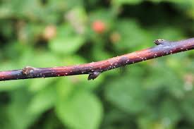 Image result for Raspberry spur blight