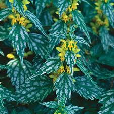 Image result for Lamium galeobdolon