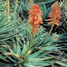 Image result for Aloe lutescens