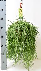 Image result for Rhipsalis baccifera