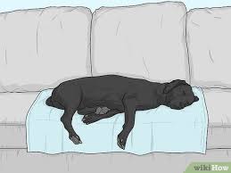 How to get dog hair off a couch. How To Get Dog Hair Off Furniture 11 Steps With Pictures