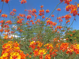 Desert museum is cold hardy down to 15°f and will grow up to 25 feet tall. Desert Museum Palo Verde Horticulture Unlimited
