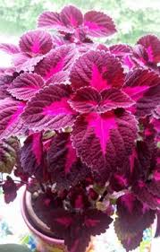 Coleus China Rose Trees To Plant Easy To Grow Houseplants Plants