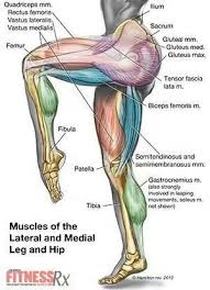 The pelvic floor muscles provide foundational support for the intestines and bladder. Muscles Anatomy Physiology Health Fitness Training Muscle Bone Abs Legs Squats Muscle Anatomy Medical Anatomy Leg Anatomy