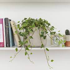 Check spelling or type a new query. Variegated English Ivy Indoor Ivy Plant Common Ivy Patch