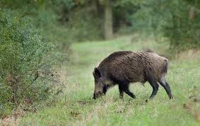 Ministerpräsident winfried kretschmann droht schärfere maßnahmen wie eine ausgangssperre an. Baden Wurttemberg Jagdausubung Wahrend Ausgangssperre Jagervereinigungen Sind Am Zug Wild Und Hund