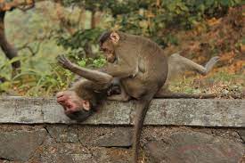 Monkeys Grooming Year Of The Monkey Animals Wild Monkey