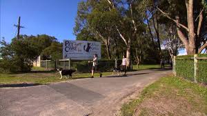 For 20+ years, 1000's of families have chosen perfect memorials for our unique products. West Coast Pet Care Centre Pet Hotel 7wawe Ep7 Youtube