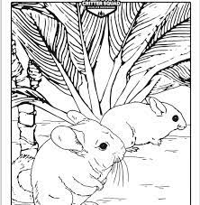 100% free coloring page of chinchilla. Chinchilla Coloring Page C S W D Coloring Pages Free Coloring Pages Coloring Books
