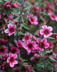 Maybe you would like to learn more about one of these? Native Spring Blossom Eden At Byron