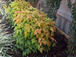 Nandina Domestica Firepower Heavenly Bamboo Plants Planting Flowers Ornamental Plants