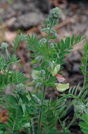 Image result for Tephrosia polystachya