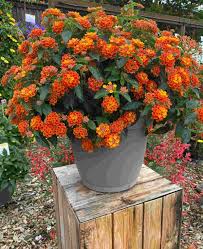 Image result for Lantana
