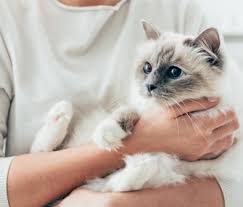 Why Doesn T My Cat Like To Be Held