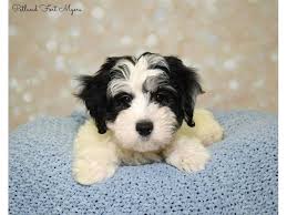 Black And White Maltese Black Maltese Poodle Male 8 Weeks And White Mix For Sale In Antique German Black Forest Carved Wood Dog Inkwell In 2020 Maltese Poodle Maltese Poodle Mix Black Puppy