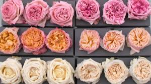 We did not find results for: Freeze Dried Garden Roses