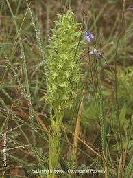 Image result for Habenaria lithophila
