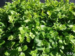 Image result for Clinopodium