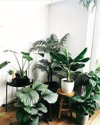 Thejoyofplants Alocasia Arecapalm Musa And Calathea Are The Perfect Plants To Kick Off Your Jungle Col Pflanzen Zimmer Wohnung Pflanzen Blumentopf Ideen
