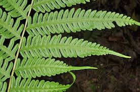 Image result for Pteridaceae