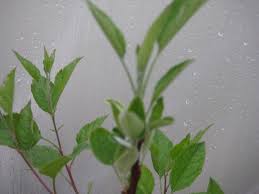Maybe you would like to learn more about one of these? Growing Apple Trees From Seed 7 Steps Instructables