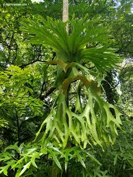 Image result for Platysepalum