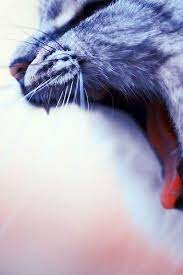 Cat Yawn Iphone 5 Wallpaper Cat Yawning Cat Wallpaper Cats