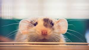 Check spelling or type a new query. Gut Bacteria May Talk To The Brain Mouse Study Suggests Live Science