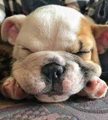 Sleepy Puppy Puppies Dog Pictures Pooch