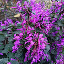 Image result for Cladostemon kirkii