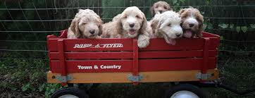The alaa holds its breeders to a very high standard for health testing, puppy care and health guarantees. Texas Australian Labradoodles Puppies For Sale San Antonio November