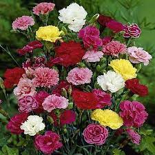 Carnation Seeds Grenadin Double Mix Flower Seeds In Packets Bulk Eden Brothers Flower Seeds Flowers Perennials Carnations
