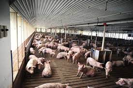 All Sizes Of Family Run Hog Farms Important | National Hog Farmer