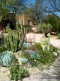 Tucson Botanical Garden Photo By Olivia The First Time I Visited Tucson Botanical Garden God Opened My Tucson Botanical Gardens Desert Landscaping Xeriscape
