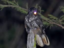 Image result for Gyrodoma hispida