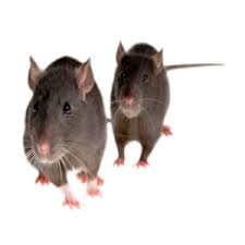 Lawn pests can really affect how your lawn looks and don't let the pests take over, reclaim your property and call team tropicare today. Pest Control Land O Lakes Pest Control Pasco 727 275 1335