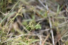 Image result for Fimbristylis complanata