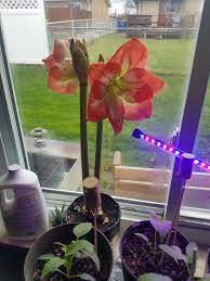 I Bought This Amaryllis Two Years Ago And It Never Flowered So I Planned On Tossing It Aldi
