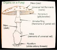 Image result for Senecio homoplasticus