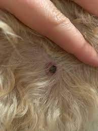 Alterswarze Mit Narkose Entfernen Der Hund