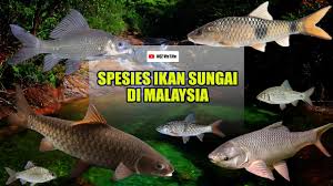 Check spelling or type a new query. Spesies Ikan Sungai Di Malaysia Youtube