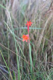 Image result for Cyrtanthus rhodesianus