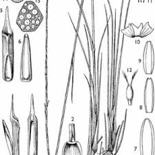 Image result for Oxyrhachis