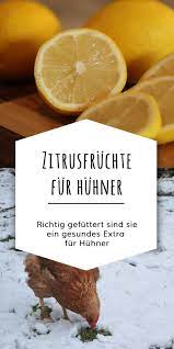 Durfen Huhner Zitrusfruchte Fressen Ja Huhner Futter Huhner Huhner Im Garten