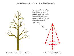 Maybe you would like to learn more about one of these? Formative Pruning Central Leader Form How To Prune Young Fruit Trees In The First Three Years Deep Green Permaculture