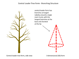 To train each, usually a square grid lattice must be set up and attached to the wall or to strong posts. Formative Pruning Central Leader Form How To Prune Young Fruit Trees In The First Three Years Deep Green Permaculture
